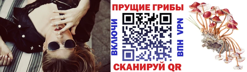 купить закладку  Мценск  Псилоцибиновые грибы Psilocybe 